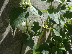 Lamium album