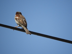 Passer domesticus