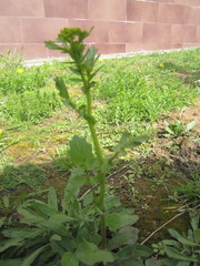 Barbarea vulgaris