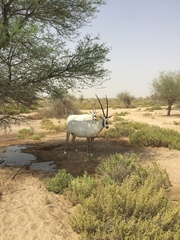 Oryx leucoryx
