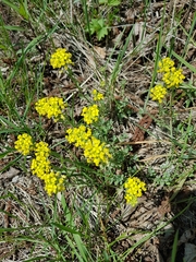 Alyssum montanum