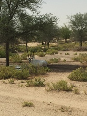 Oryx leucoryx