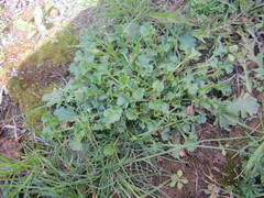 Leucanthemum vulgare