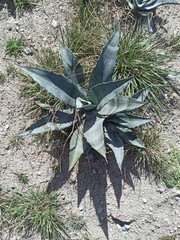 Agave cordillerensis
