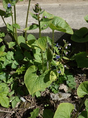 Brunnera sibirica