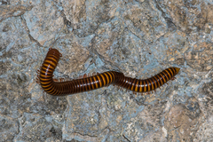 Thyropygus allevatus