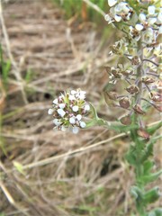 Lepidium heterophyllum