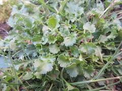 Leucanthemum vulgare