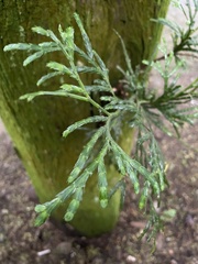 Calocedrus formosana