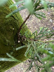 Calocedrus formosana