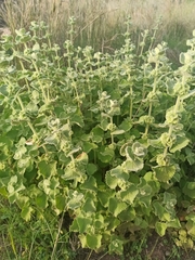 Marrubieae