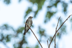 Muscicapa sibirica sibirica