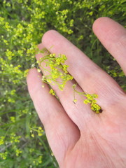 Draba nemorosa