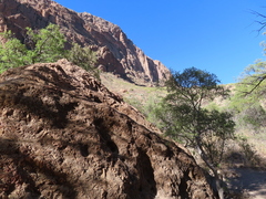 Diospyros texana