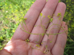 Draba nemorosa