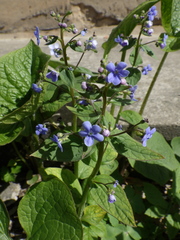 Brunnera sibirica