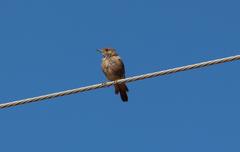 Emarginata sinuata hypernephela