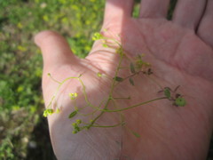 Draba nemorosa