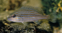 Lemonfish photo 5