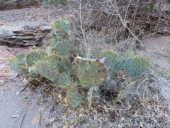 Opuntia chisosensis