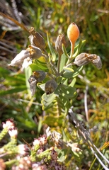 Orphium frutescens