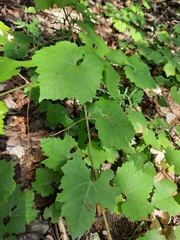Vitis monticola