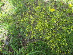 Draba nemorosa