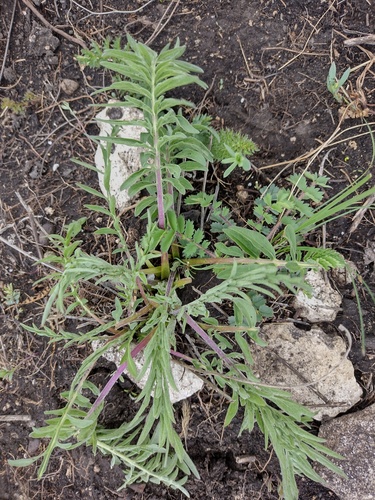Velika zečina (Centaurea scabiosa)