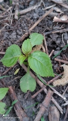 Impatiens parviflora