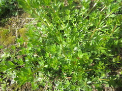 Galium mollugo