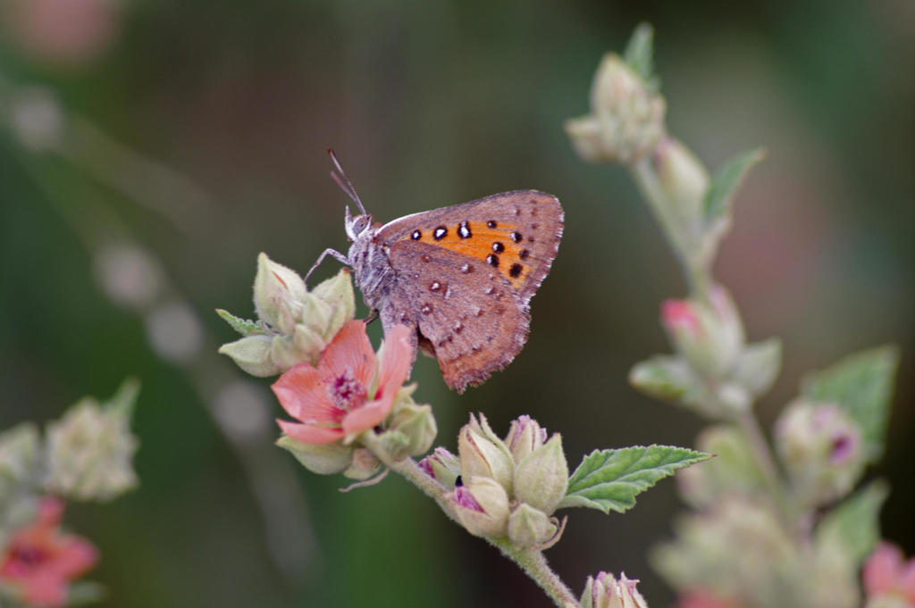Henning's copper