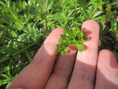 Galium mollugo