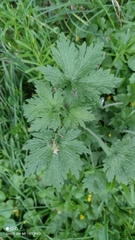 Leonurus quinquelobatus