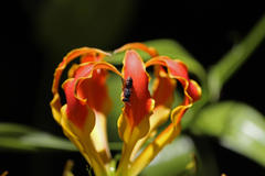 Gloriosa superba