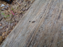 Ischyrus quadripunctatus