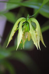 Gloriosa superba