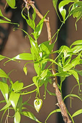Gloriosa superba