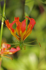 Gloriosa superba