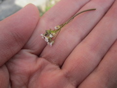Capsella bursa-pastoris