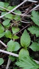 Impatiens parviflora