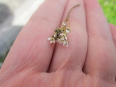 Capsella bursa-pastoris