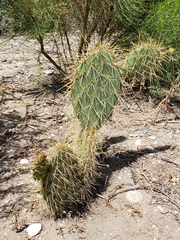 Opuntia chlorotica