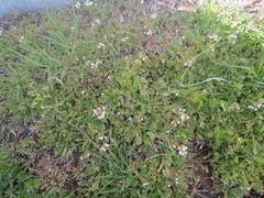 Capsella bursa-pastoris
