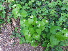 Alliaria petiolata