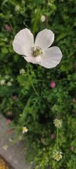 Papaver