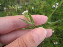 Capsella bursa-pastoris