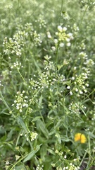 Capsella bursa-pastoris