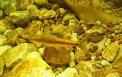 Pseudobarbus skeltoni