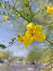 Parkinsonia