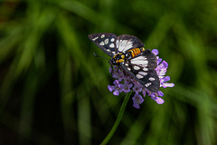 Abantis paradisea